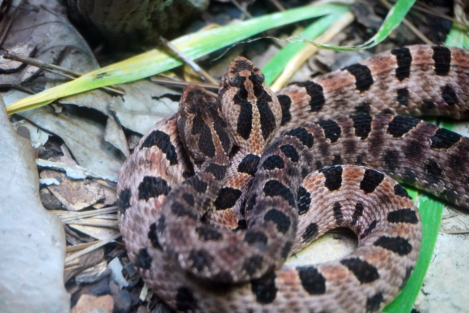 Aug. 2022 - North America: Streamside - Carolina Pygmy Rattlsnakes