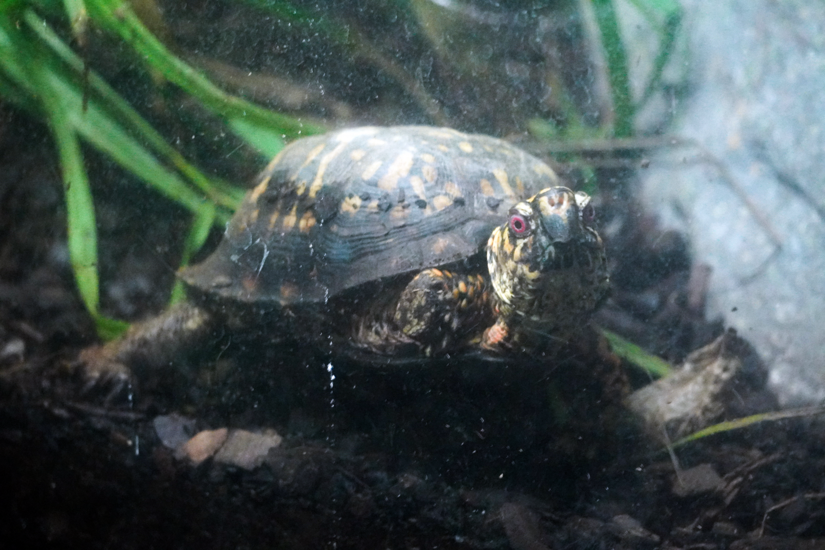 Aug. 2022 - North America: Streamside - Eastern Box Turtle