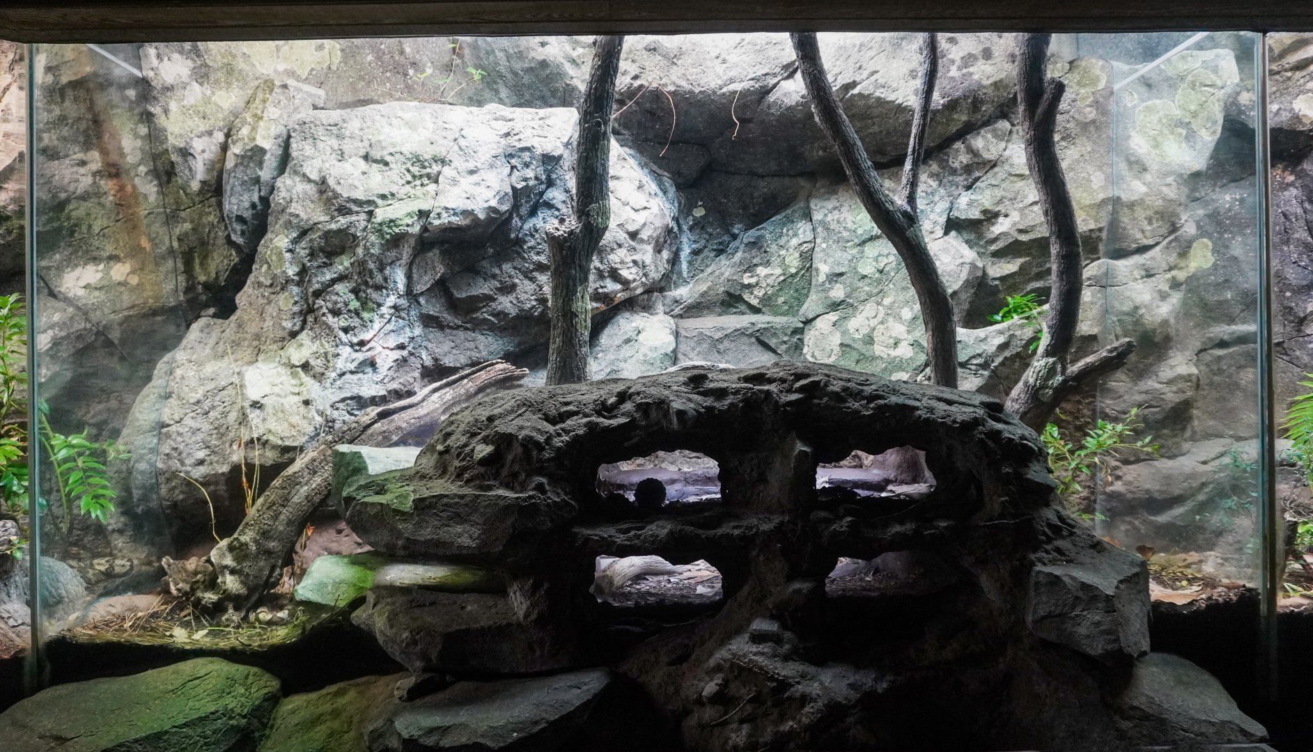 Aug. 2022 - North America: Streamside - Eastern Copperhead Exhibit