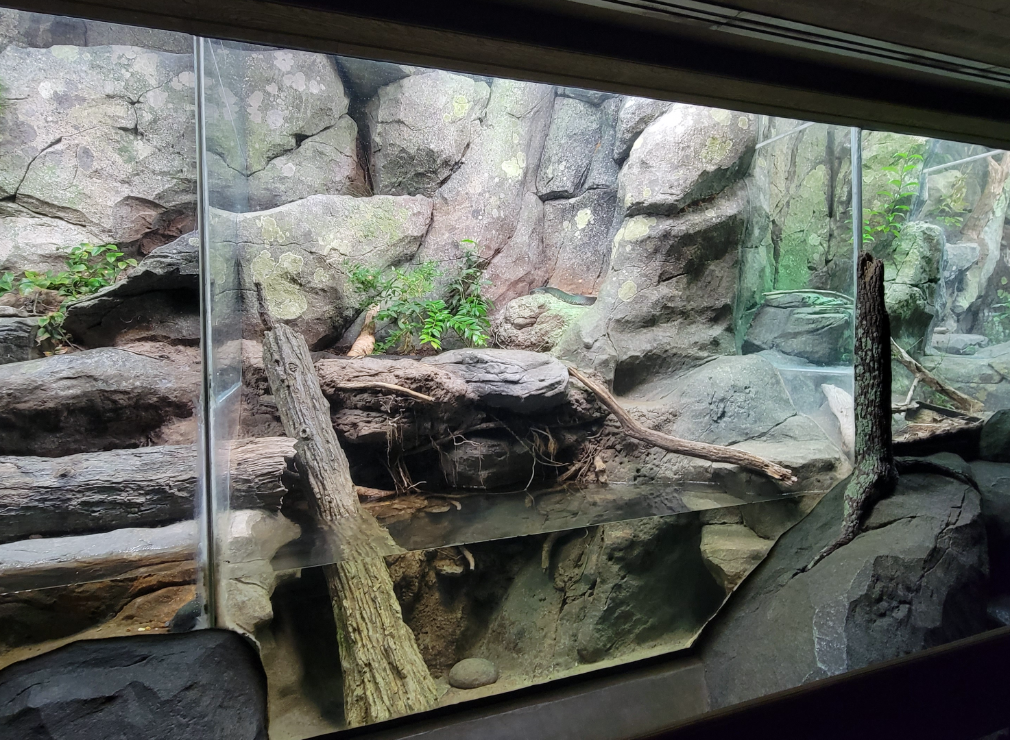 Aug. 2022 - North America: Streamside - Eastern Cottonmouth Exhibit