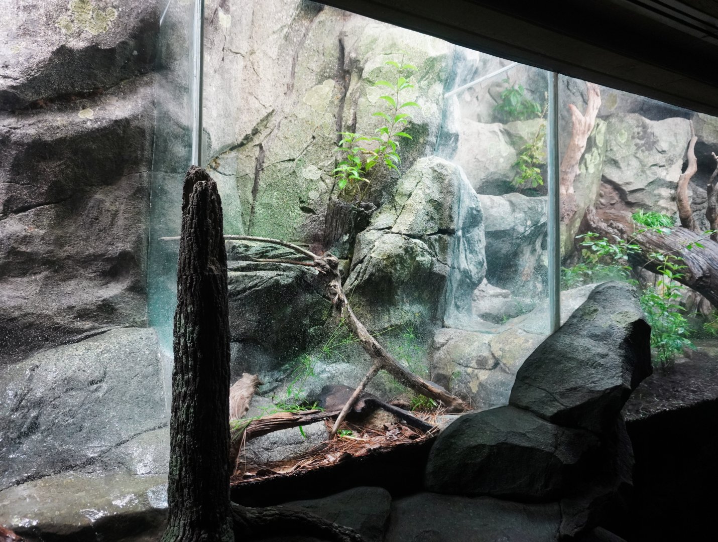 Aug. 2022 - North America: Streamside - Eastern Fence Lizard Exhibit