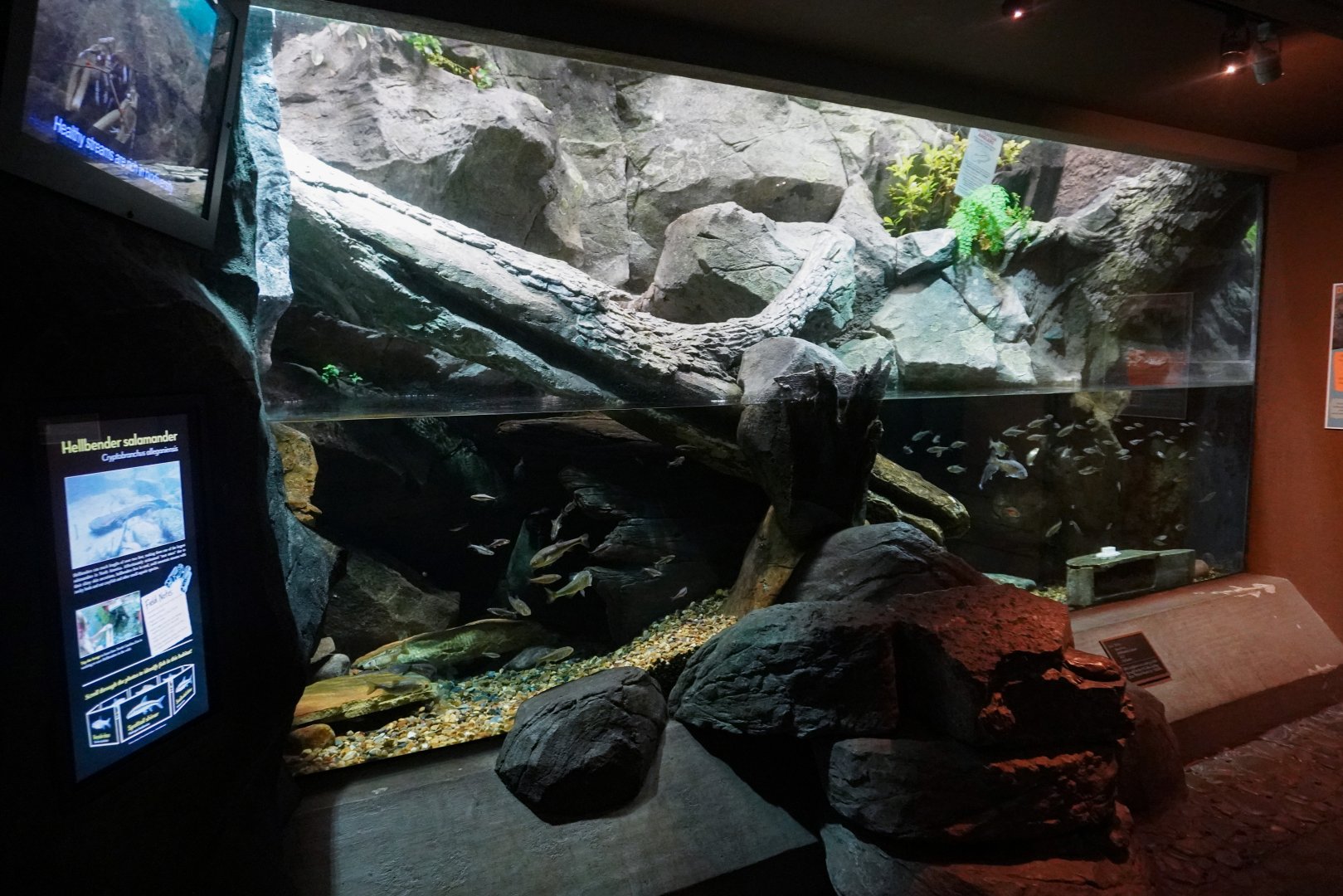 Aug. 2022 - North America: Streamside - Eastern Hellbender + Fish Exhibit