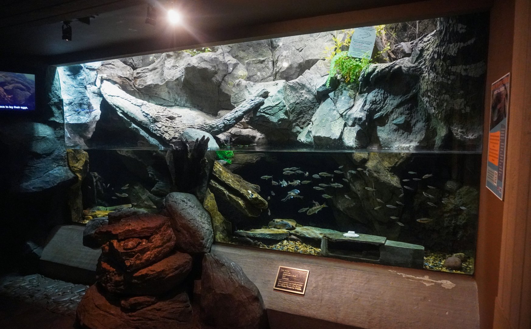 Aug. 2022 - North America: Streamside - Eastern Hellbender + Fish Exhibit