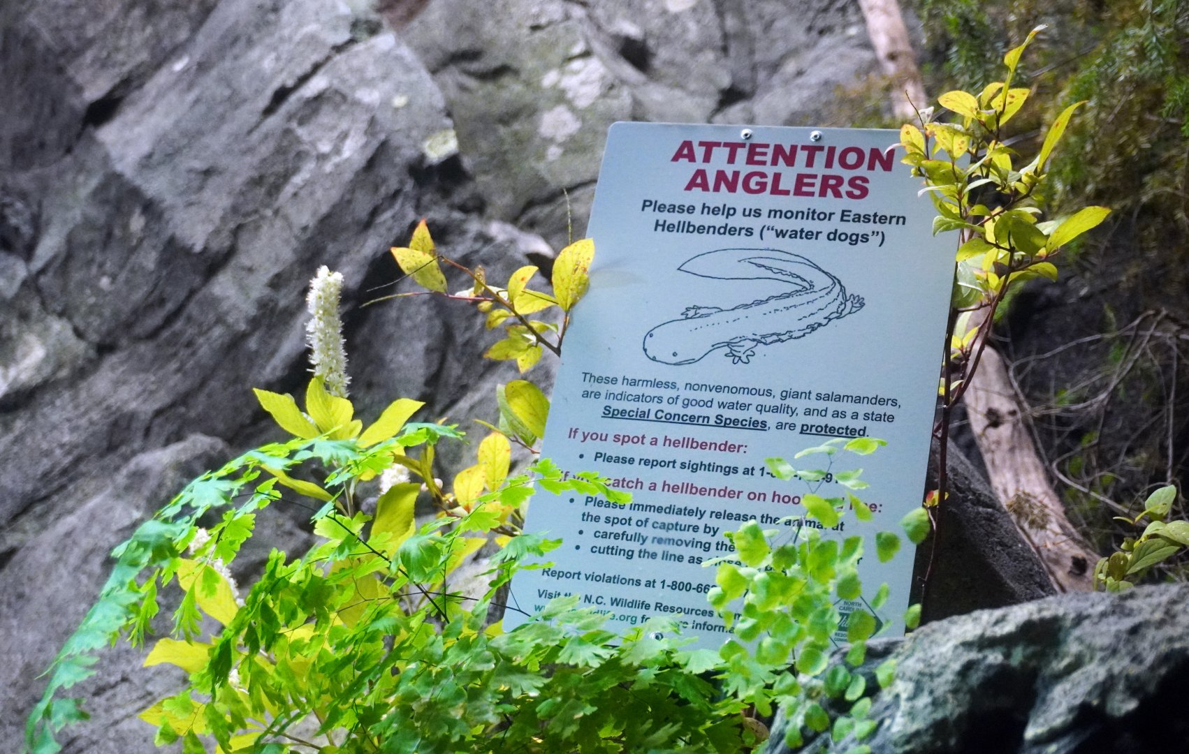 Aug. 2022 - North America: Streamside - Eastern Hellbender + Fish Exhibit