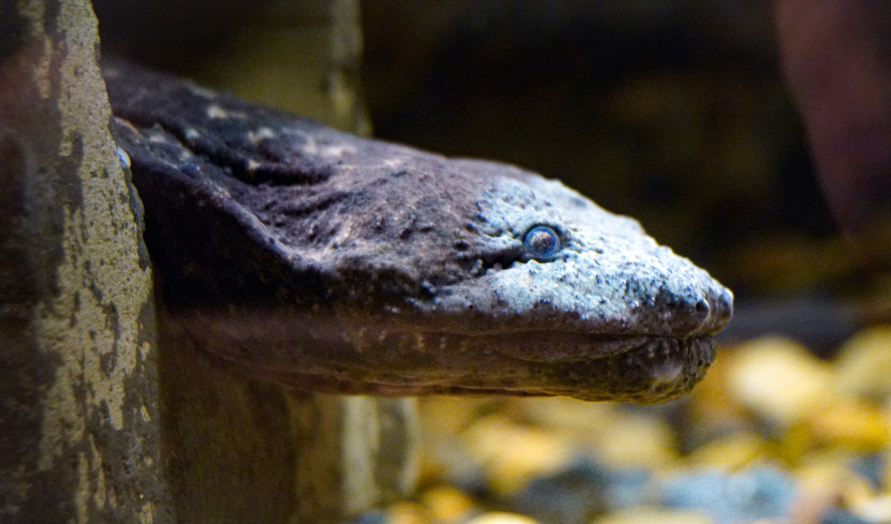 Aug. 2022 - North America: Streamside - Eastern Hellbender