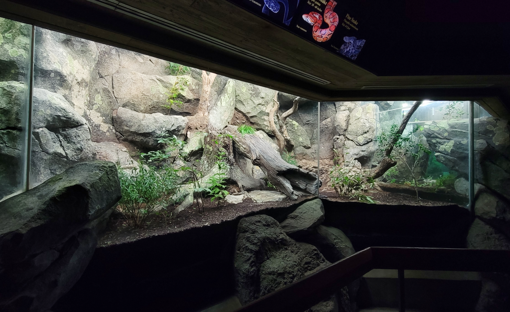 Aug. 2022 - North America: Streamside - Pine Snake, Black Rat Snake, Corn Snake + Eastern Box Turtle Exhibits