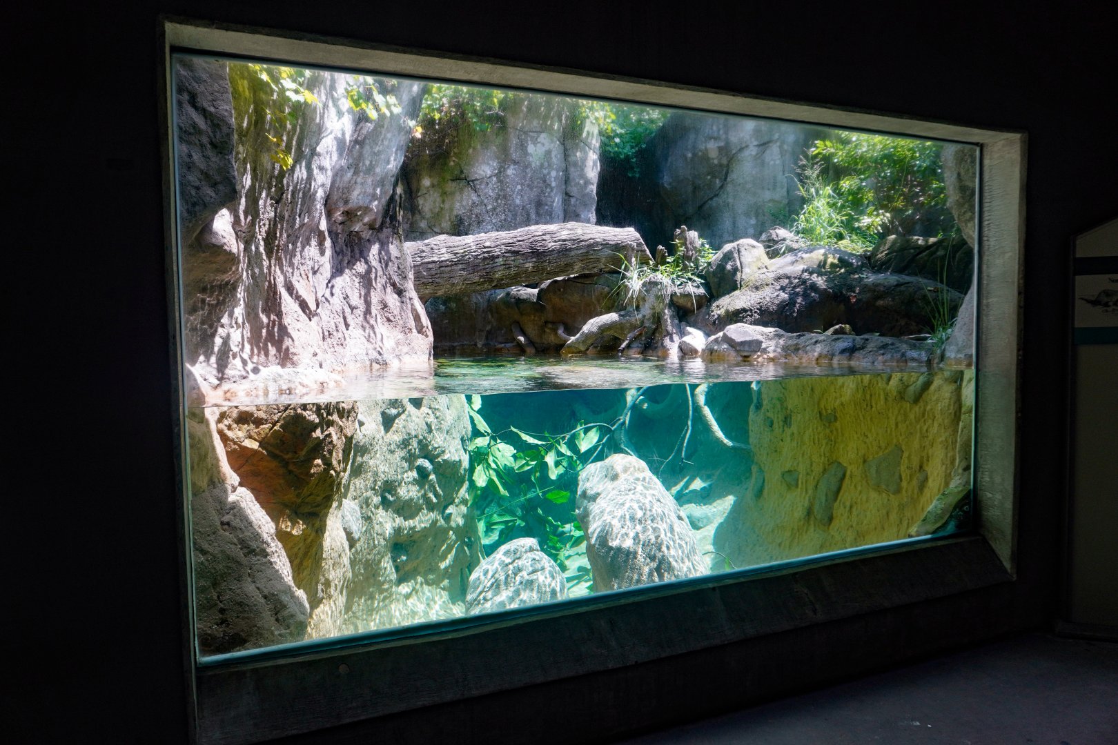 Aug. 2022 - North America: Streamside - River Otter Exhibit