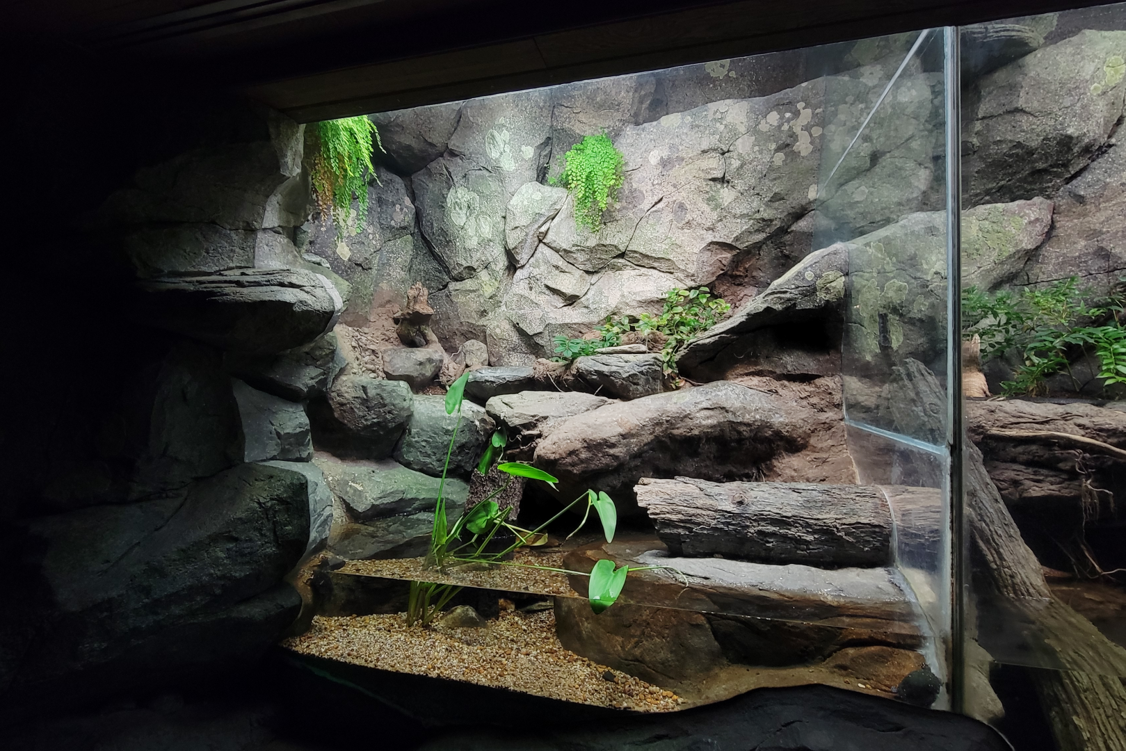 Aug. 2022 - North America: Streamside - Spotted Turtle Exhibit