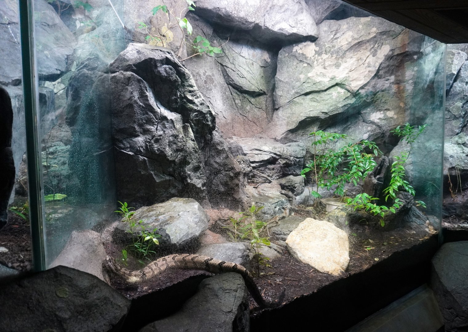 Aug. 2022 - North America: Streamside - Timber Rattlesnake Exhibit