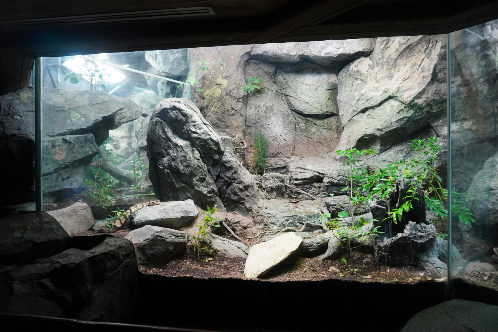 Aug. 2022 - North America: Streamside - Timber Rattlesnake Exhibit