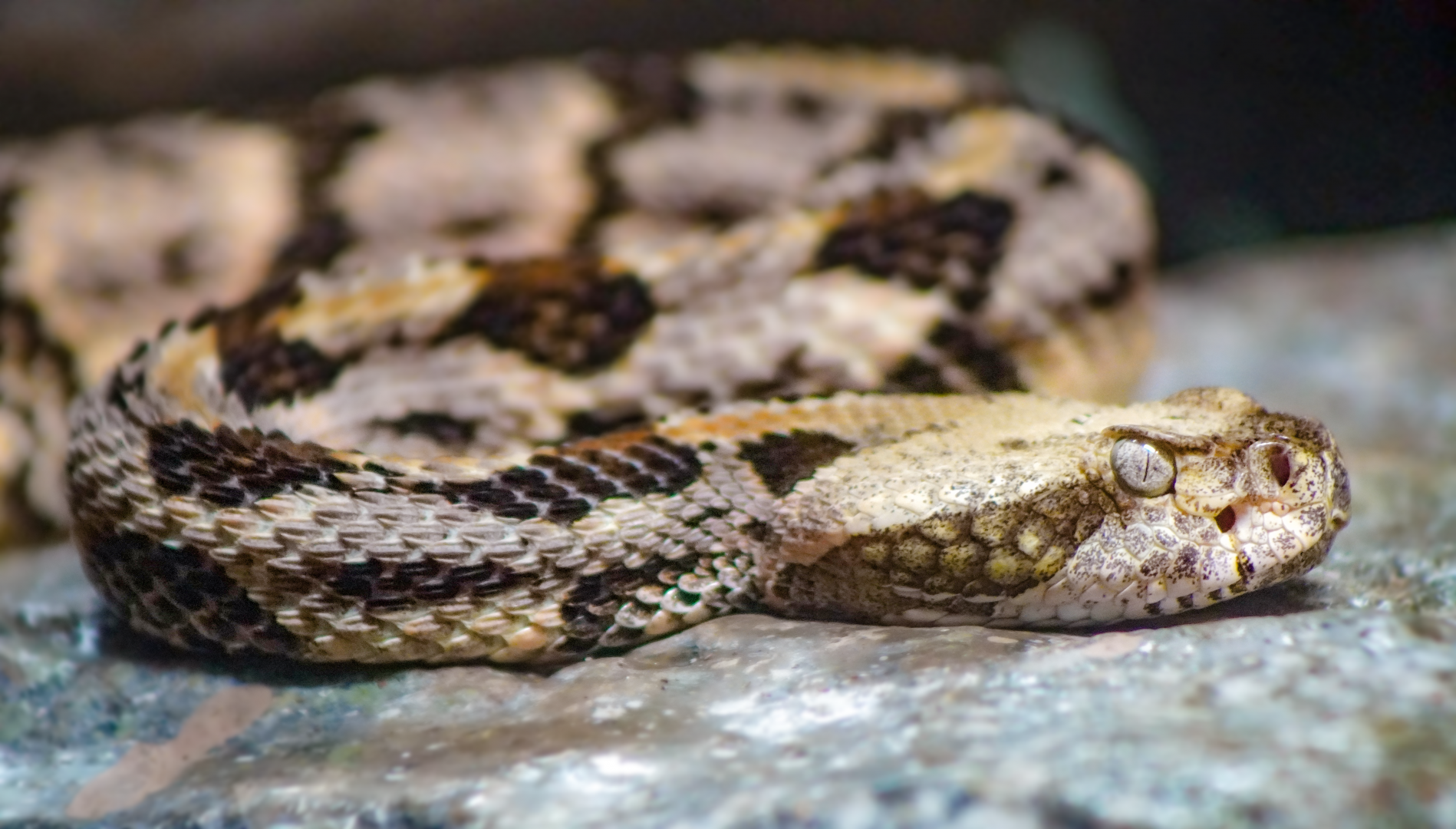 Aug. 2022 - North America: Streamside - Timber Rattlesnake