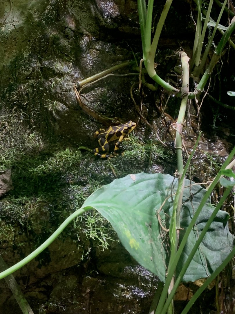 Aug. 2022- Panamanian golden frog