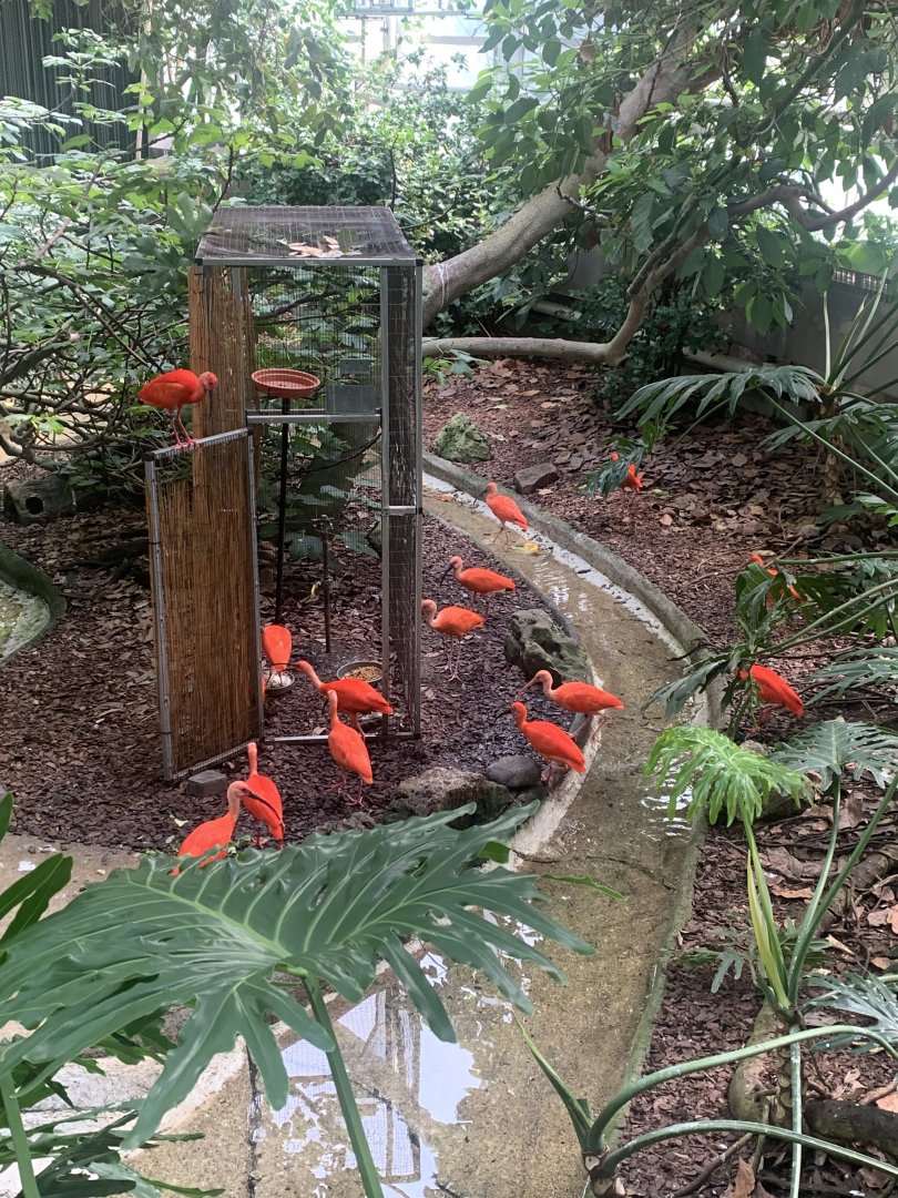 Aug. 2022- Scarlet ibises