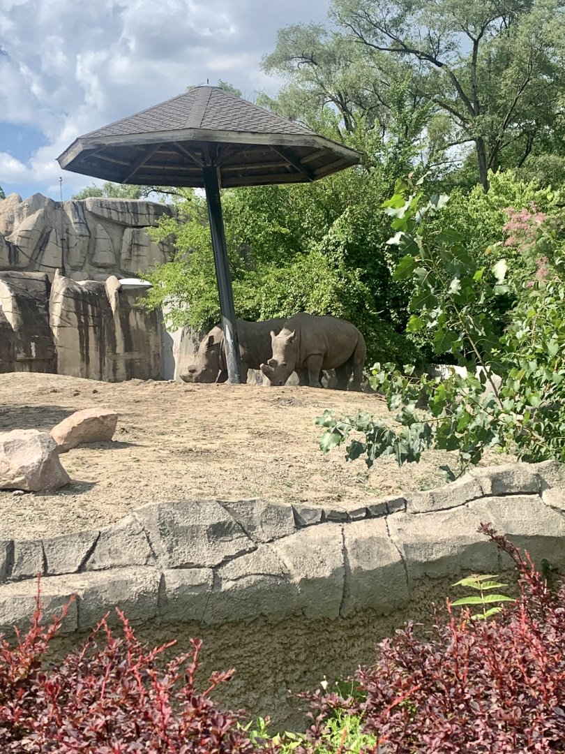 Aug. 2022- Southern white rhinoceros