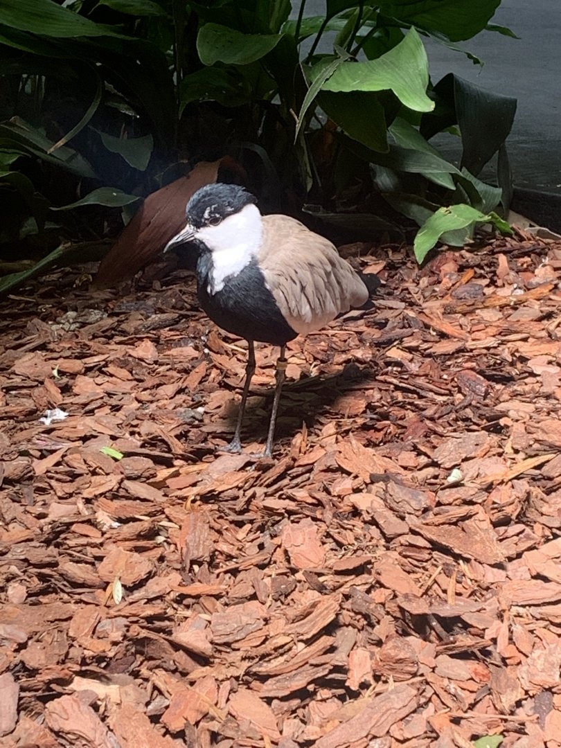 Aug. 2022- Spur-winged lapwing