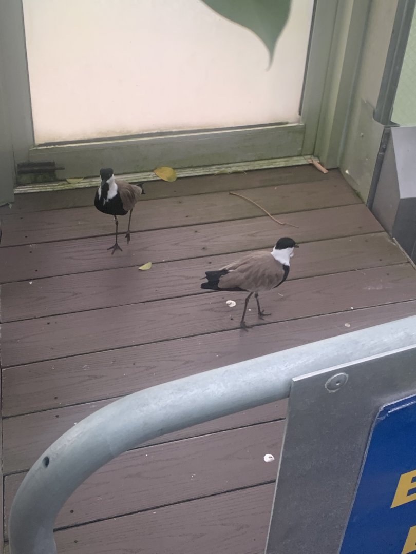 Aug. 2022- Spur-winged lapwings