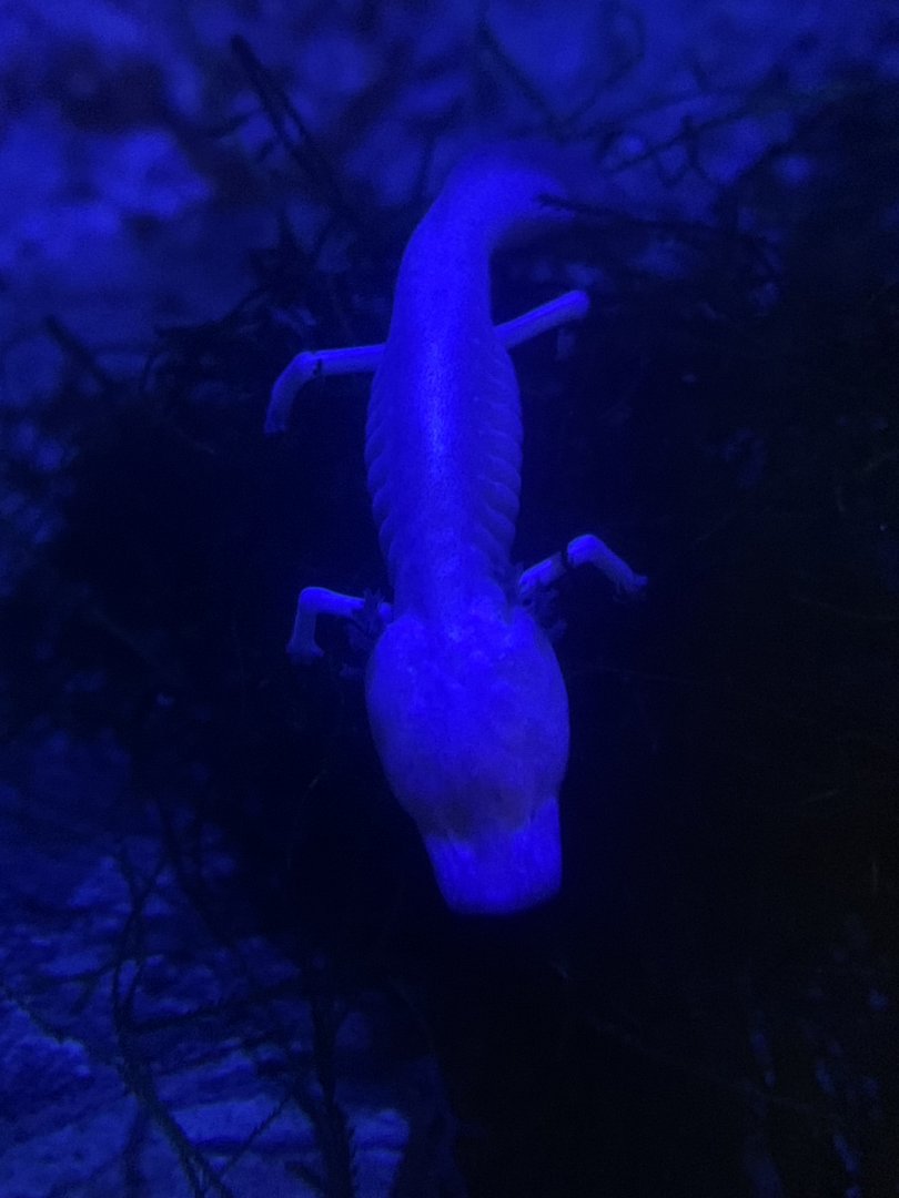 Aug. 2022- Texas blind salamander