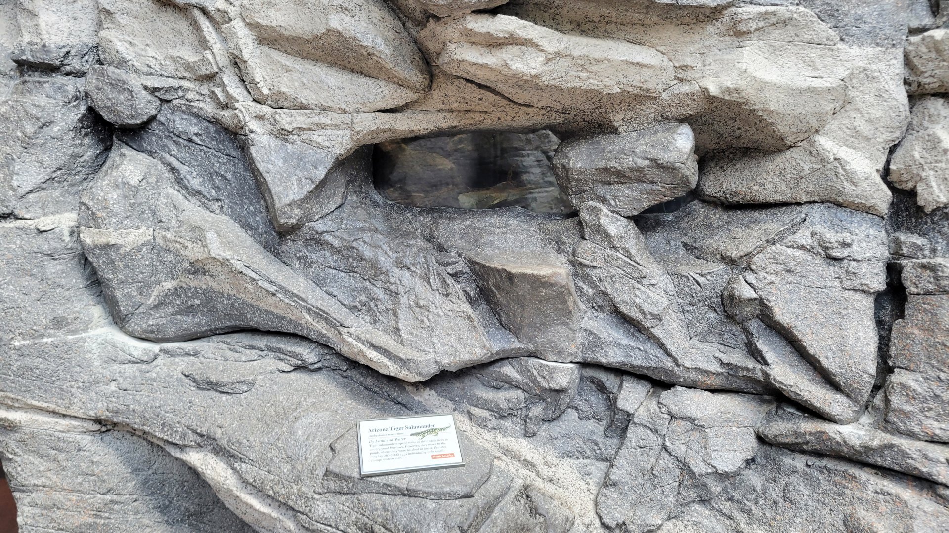 Aug. 2022 - The Desert - Arizona Tiger Salamander Exhibit