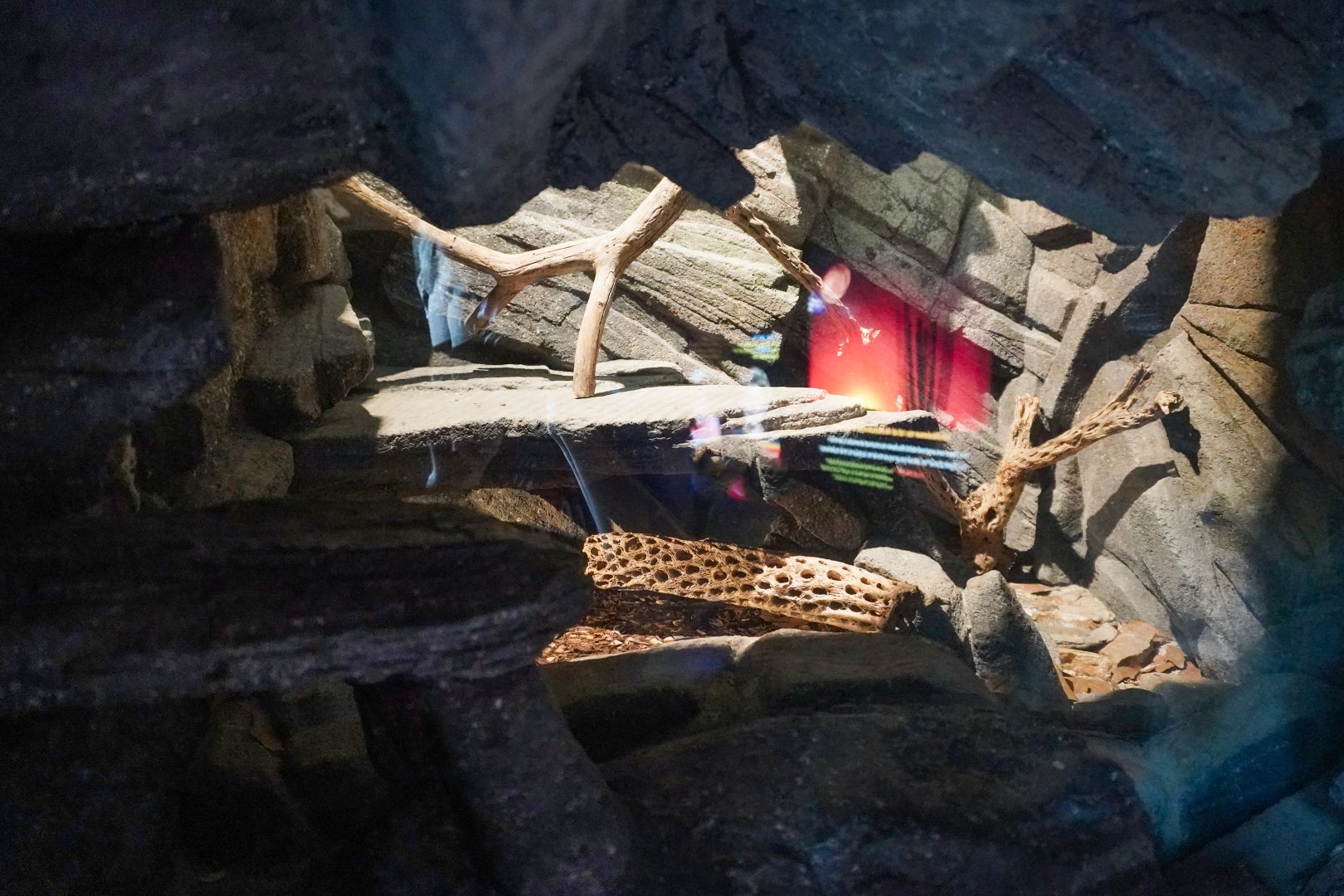 Aug. 2022 - The Desert - Banded Rock Rattlesnake Exhibit