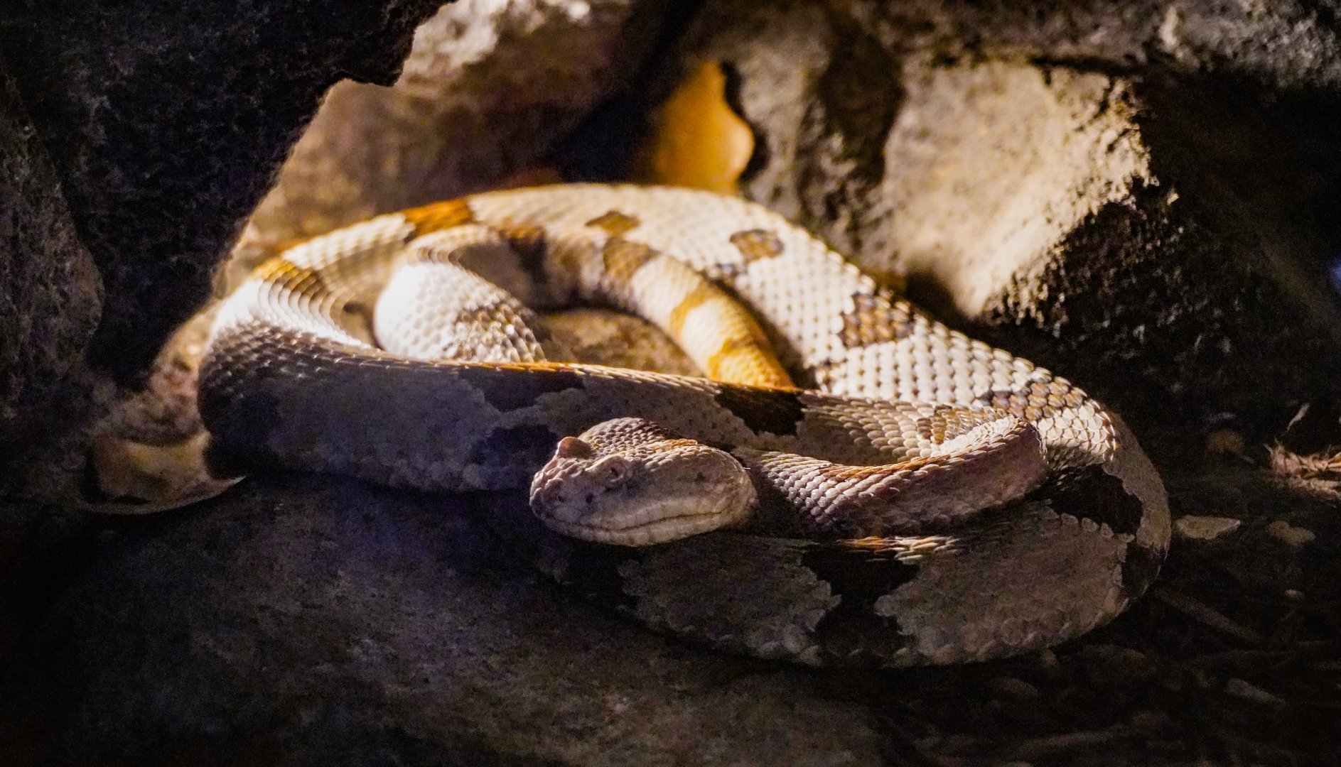 Aug. 2022 - The Desert - Banded Rock Rattlesnake