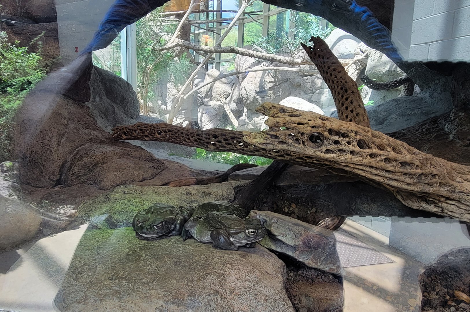 Aug. 2022 - The Desert - Colorado River Toad Exhibit (Kookaburra Behind)