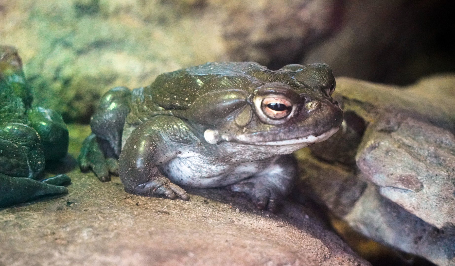 Aug. 2022 - The Desert - Colorado River Toad