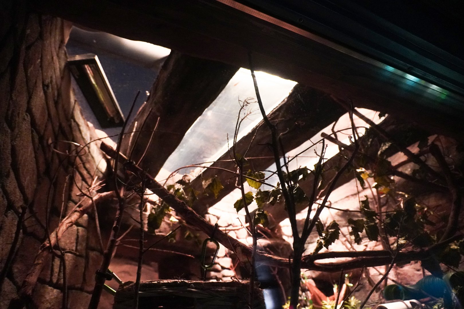 Aug. 2022 - The Desert - Exhibit Above Grey Mouse Lemur