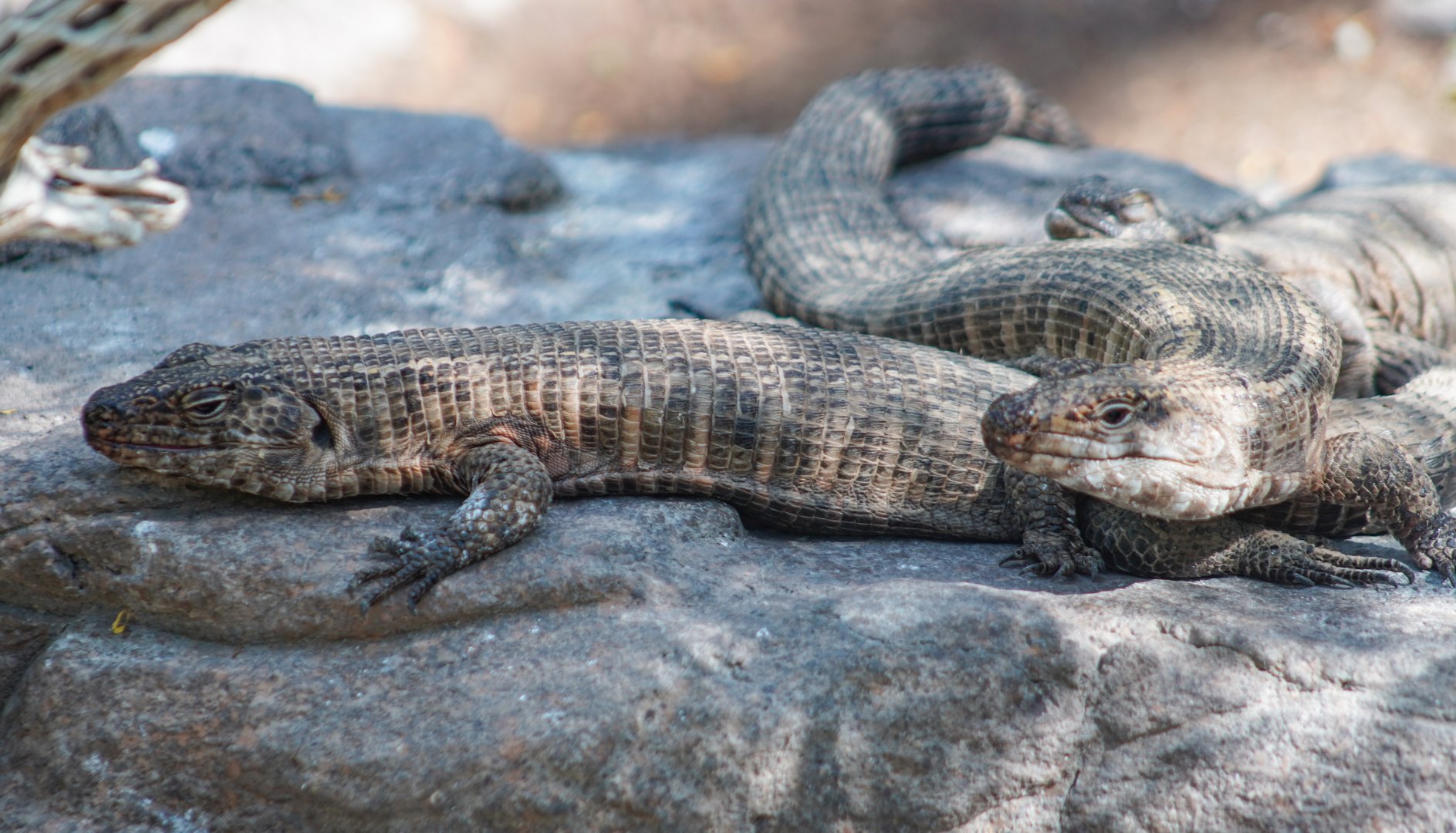 Aug. 2022 - The Desert - Giant Plated Lizards