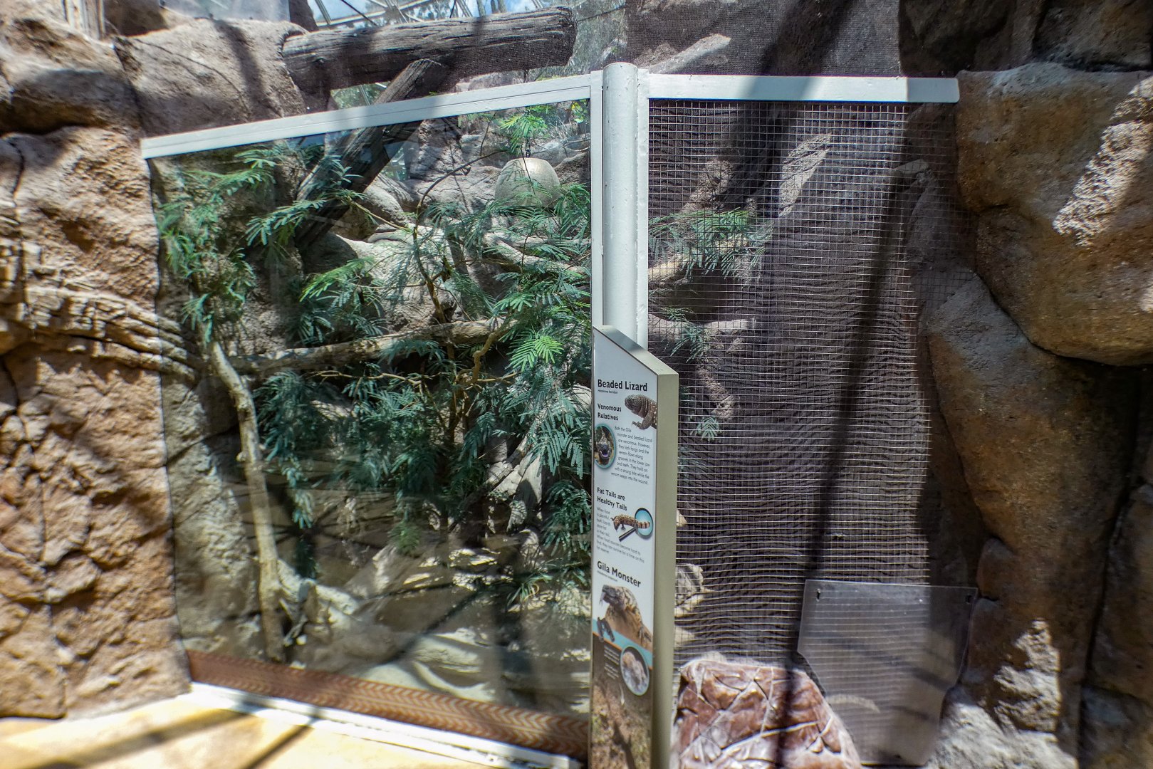 Aug. 2022 - The Desert - Gila Monster + Beaded Lizard Exhibit