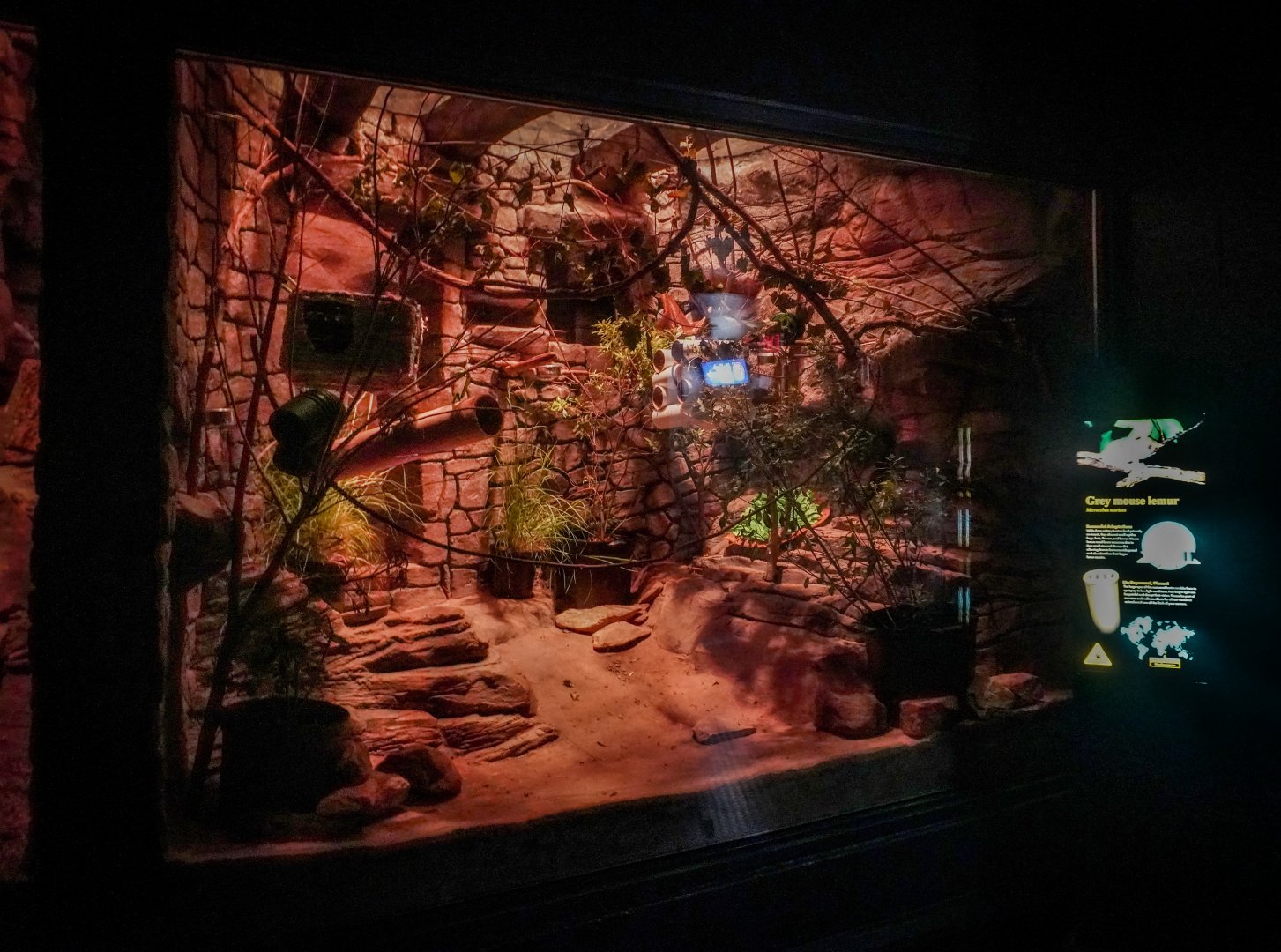 Aug. 2022 - The Desert - Grey Mouse Lemur Exhibit