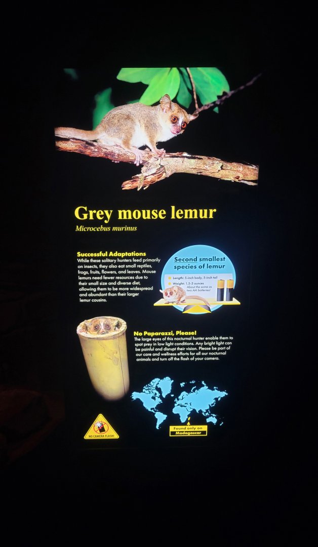 Aug. 2022 - The Desert - Grey Mouse Lemur Sign