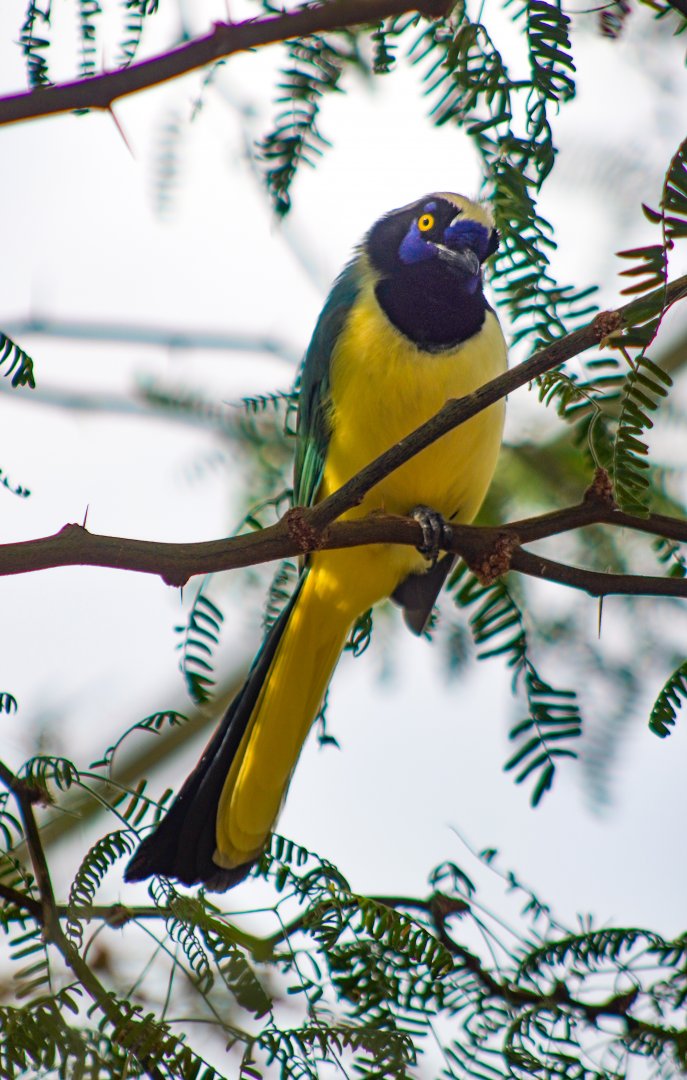 Aug. 2022 - The Desert - Inca Jay