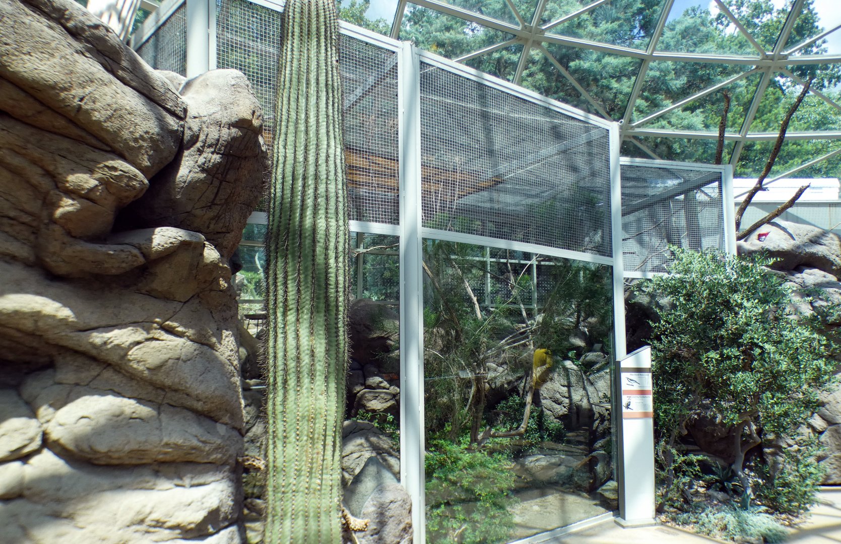 Aug. 2022 - The Desert - Laughing Kookaburra + Blue-faced Honeyeater Exhibit