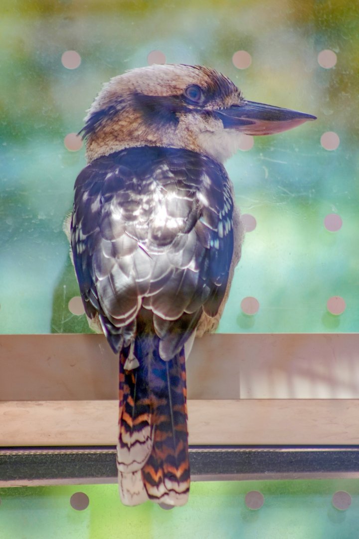 Aug. 2022 - The Desert - Laughing Kookaburra