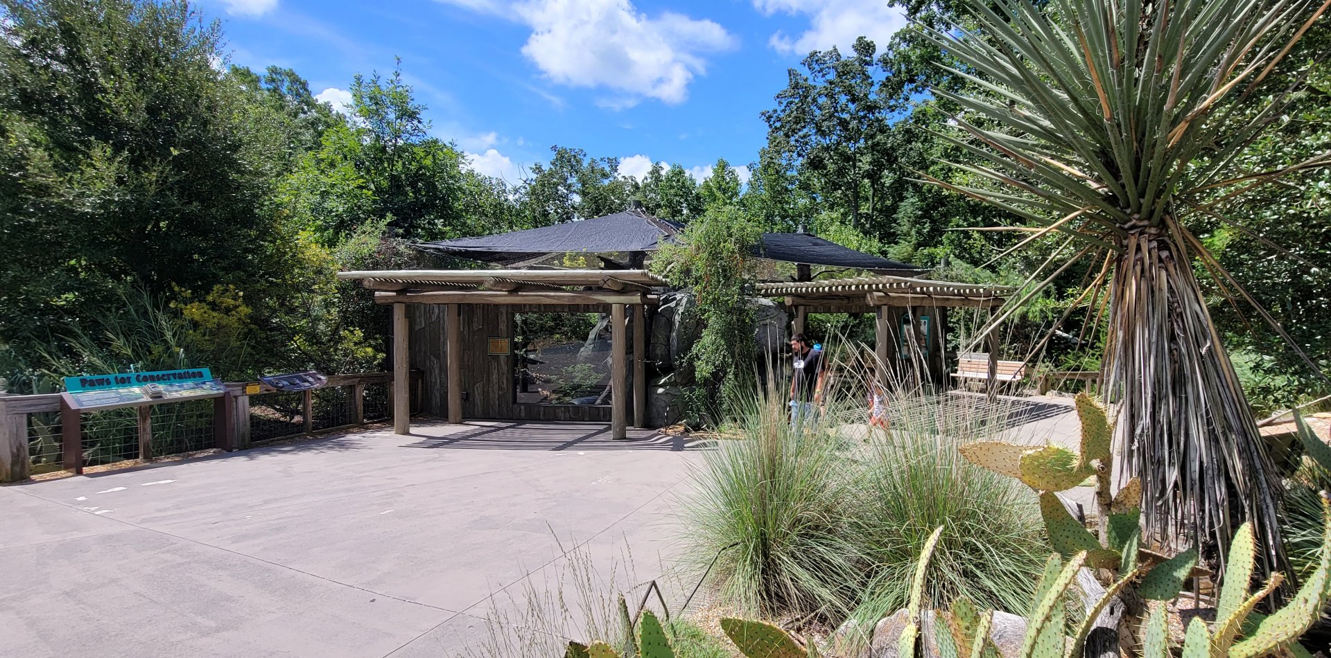 Aug. 2022 - The Desert - Ocelot Exhibits