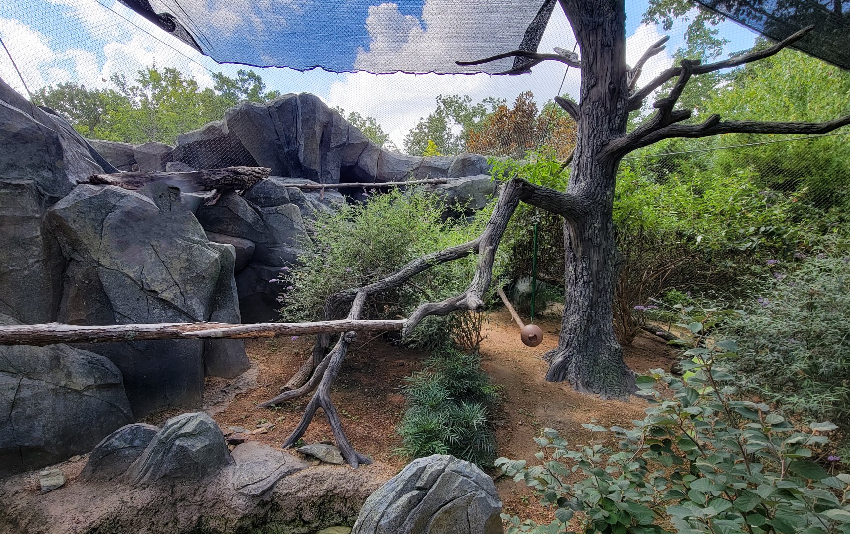 Aug. 2022 - The Desert - Ocelot Right Exhibit