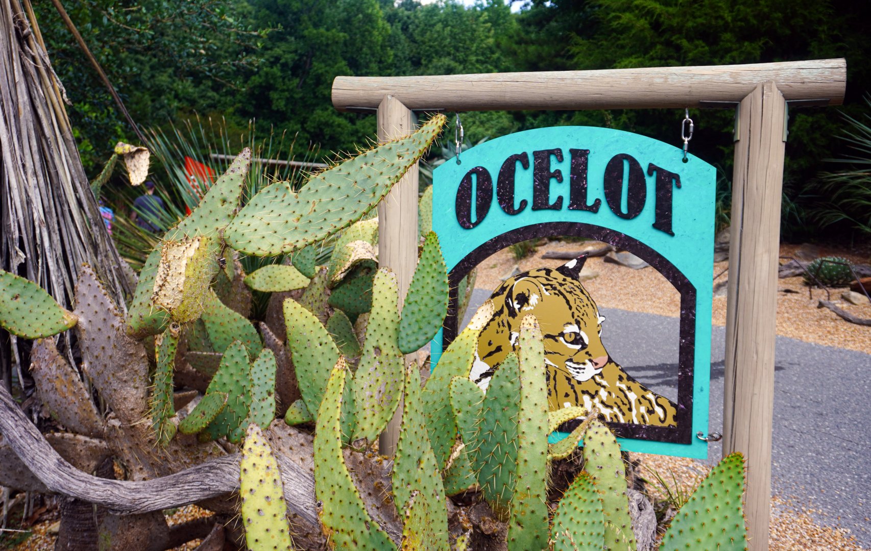 Aug. 2022 - The Desert - Ocelot Sign