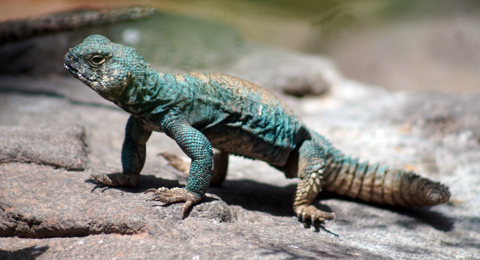 Aug. 2022 - The Desert - Ornate Uromastyx