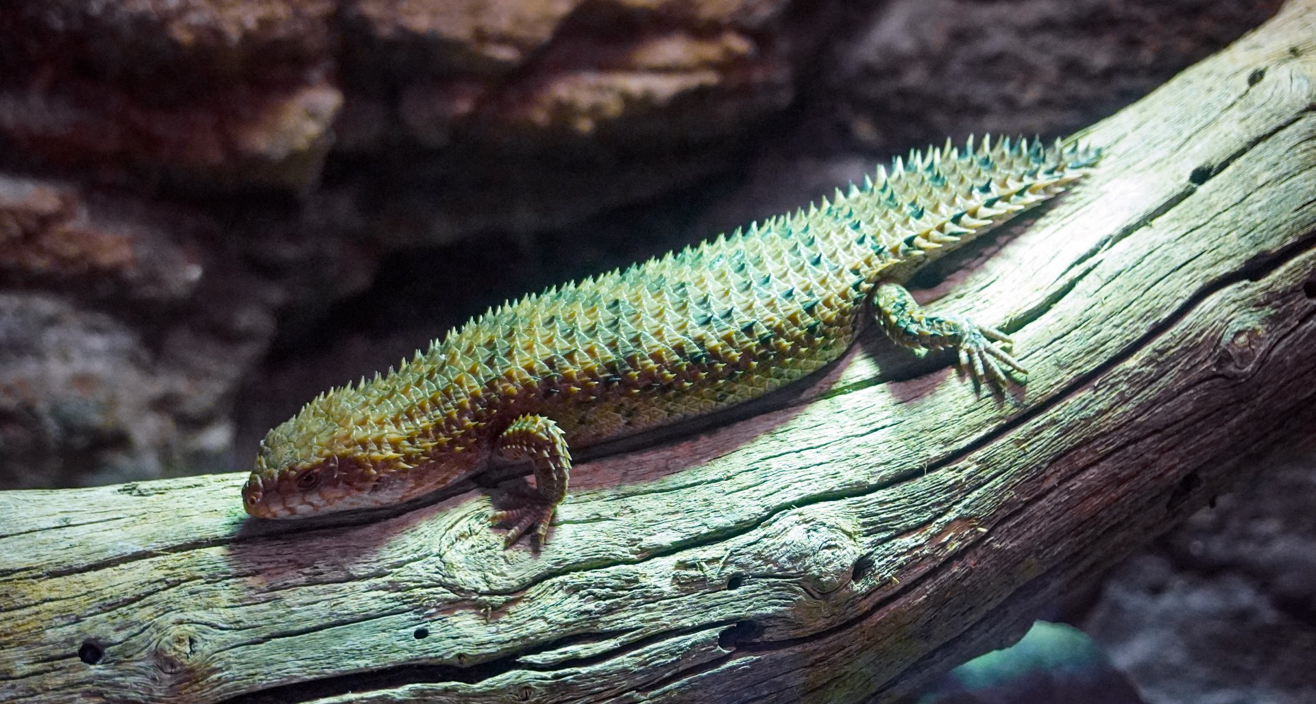 Aug. 2022 - The Desert - Pygmy Spiny-tailed Skink