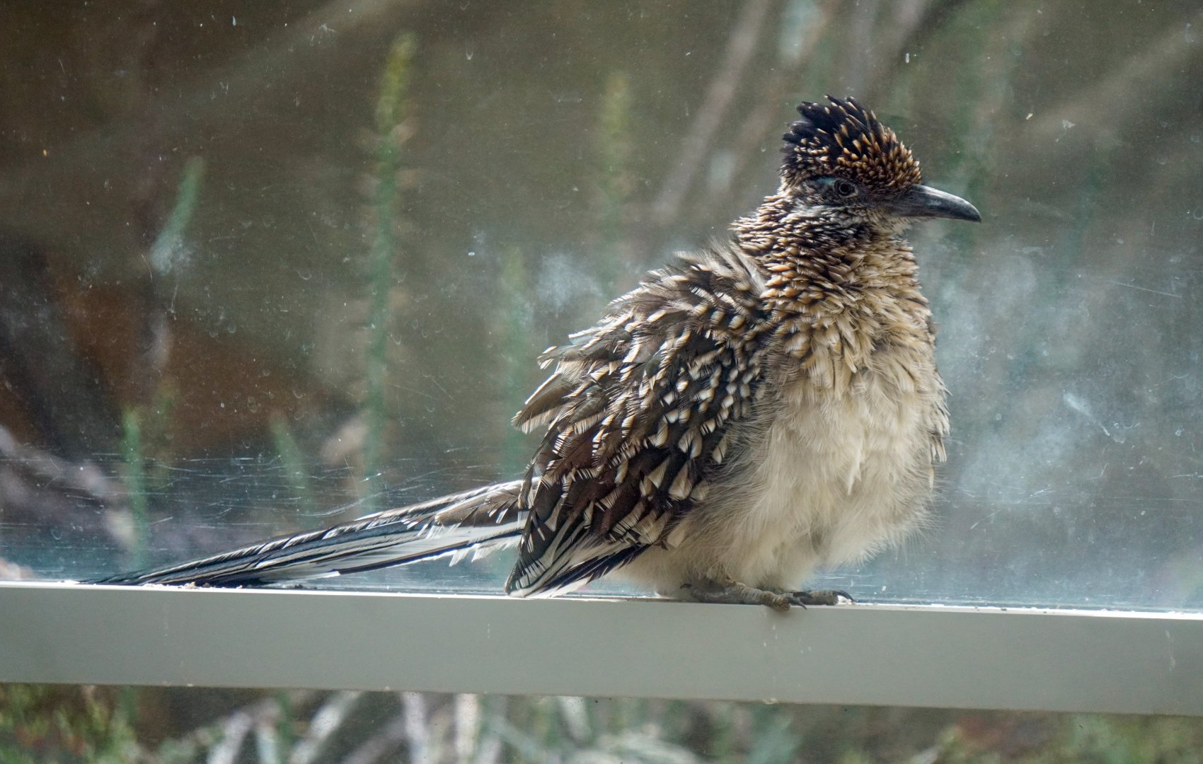 Aug. 2022 - The Desert - Roadrunner