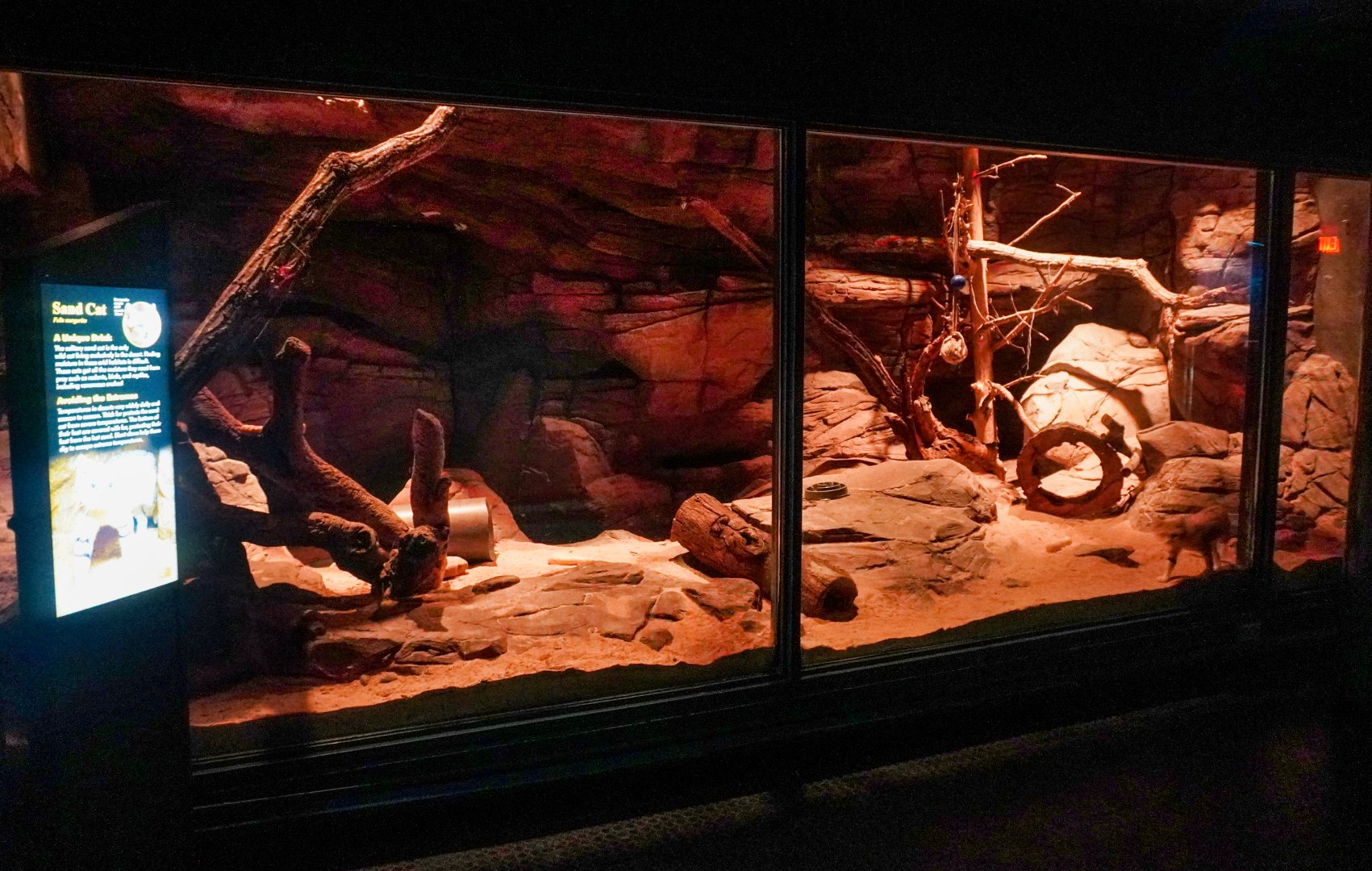 Aug. 2022 - The Desert - Sand Cat Exhibit