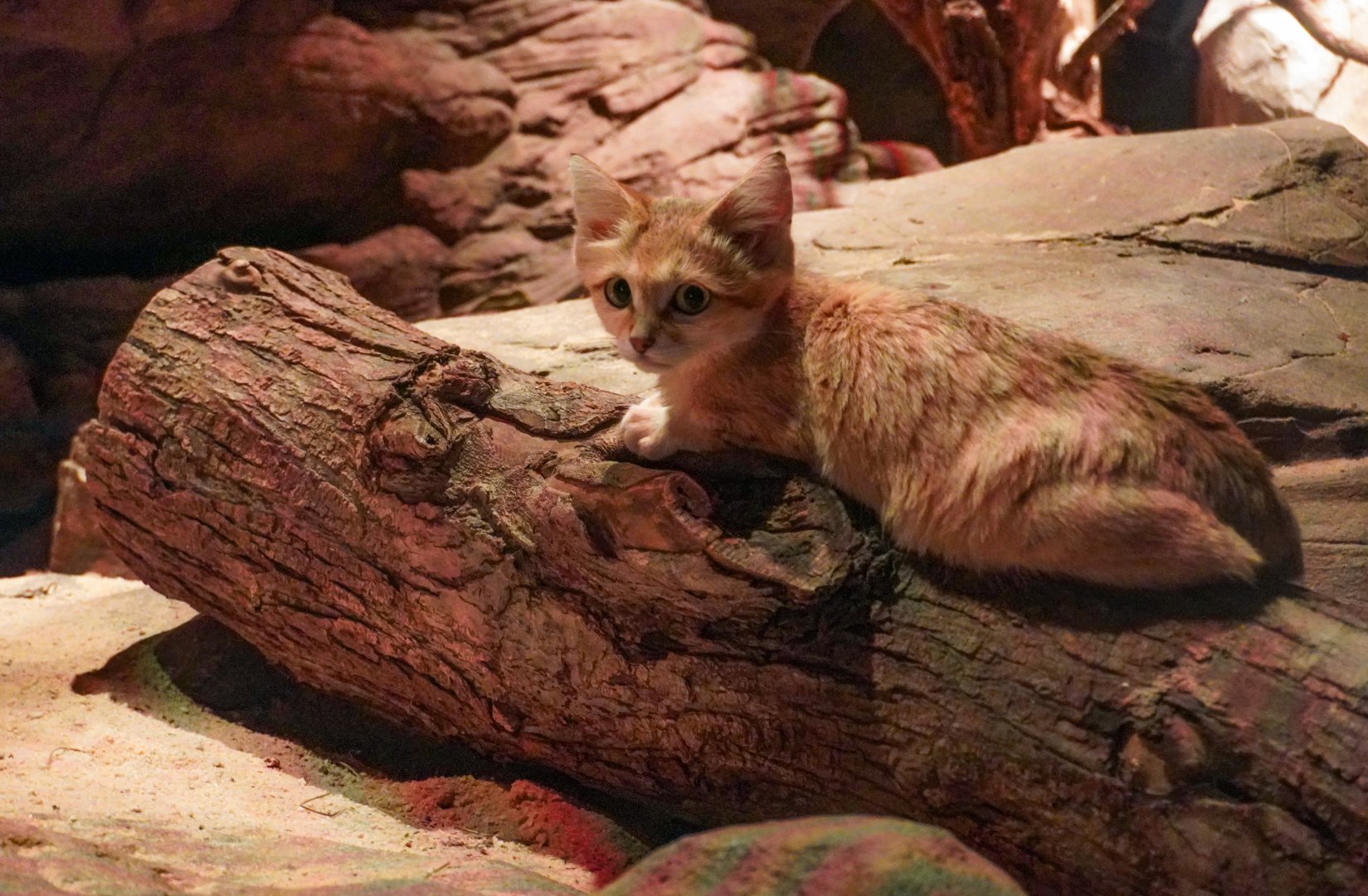 Aug. 2022 - The Desert - Sand Cat