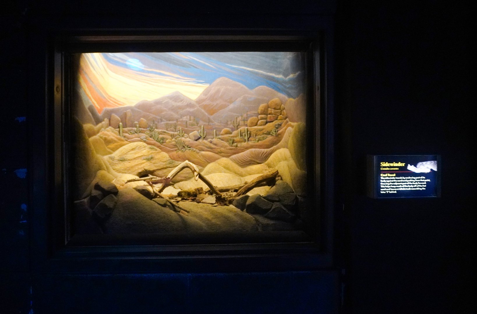 Aug. 2022 - The Desert - Sidewinder Exhibit