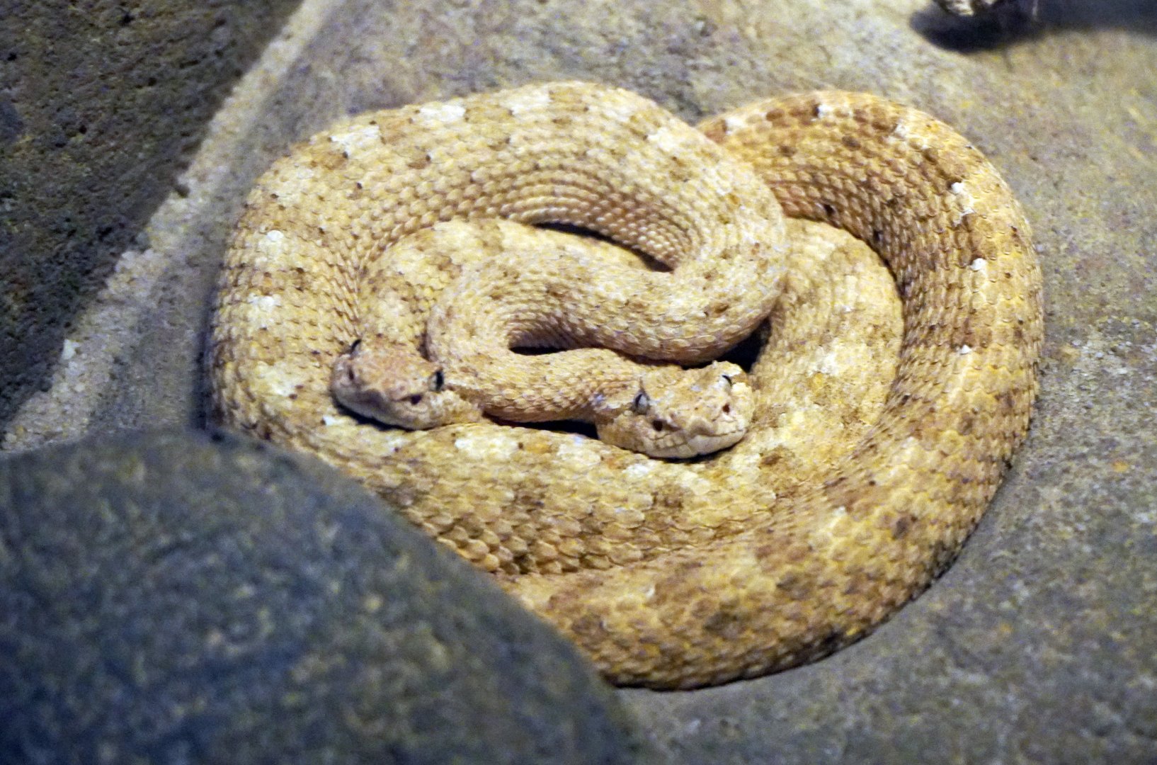 Aug. 2022 - The Desert - Sidewinders