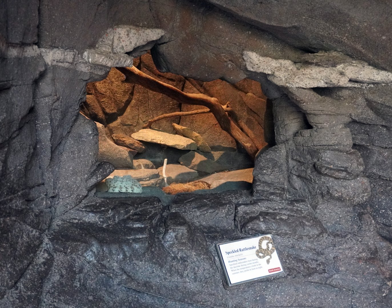 Aug. 2022 - The Desert - Speckled Rattlesnake Exhibit