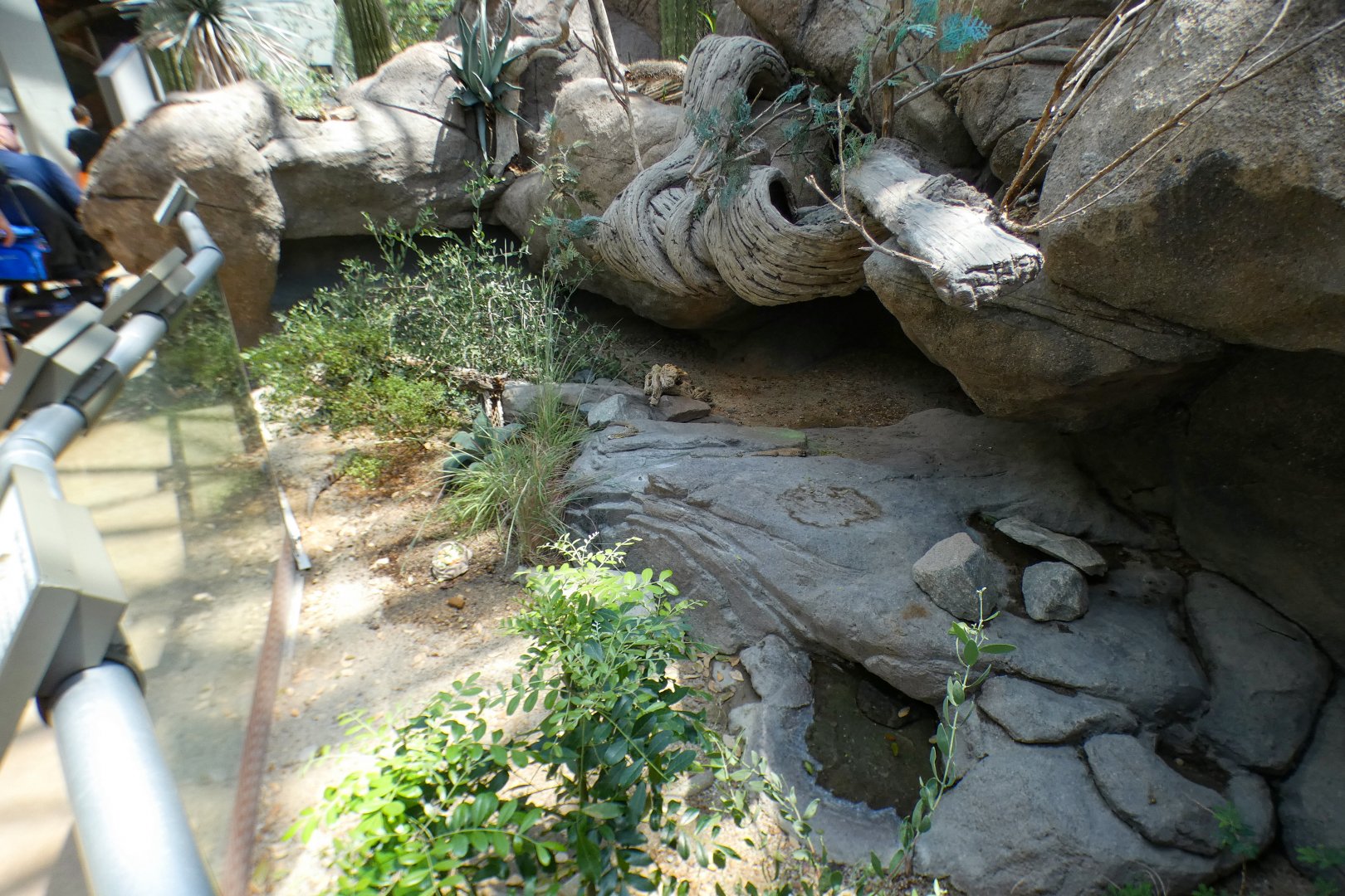 Aug. 2022 - The Desert - Spiny-tailed Monitor, Blue-tonged Skink, Hosmer’s Skink Exhibit