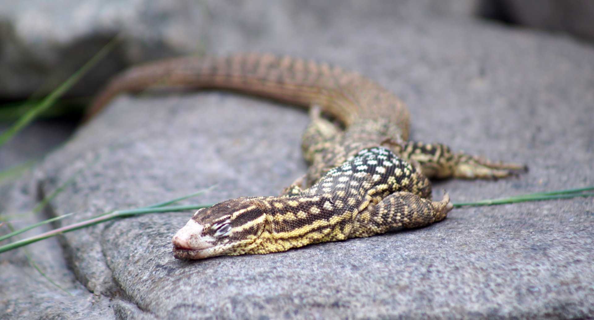 Aug. 2022 - The Desert - Spiny-tailed Monitor