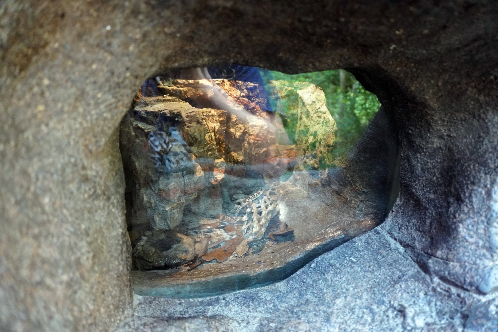 Aug. 2022 - The Desert - Western Banded Gecko Exhibit