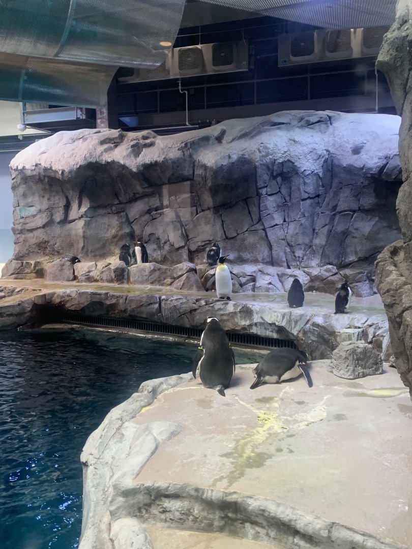 Aug. 2022- Various penguins