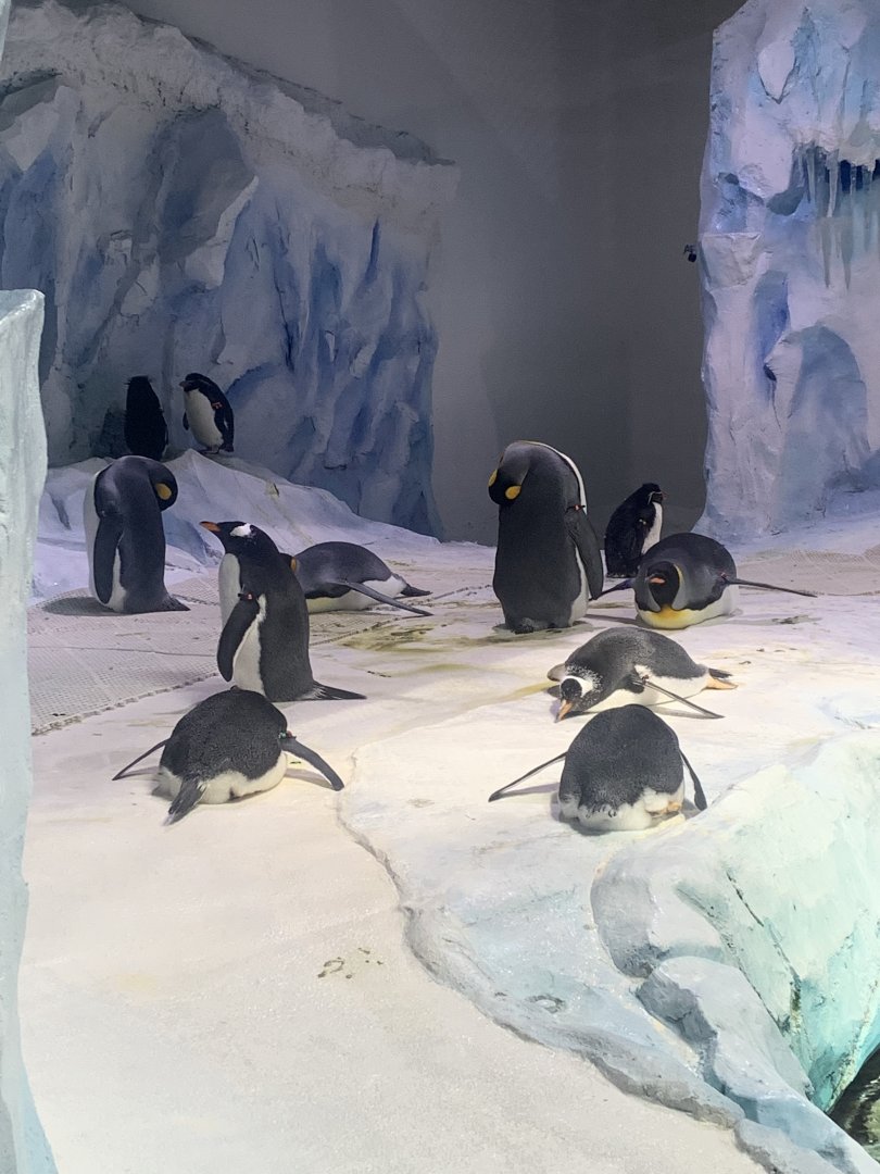Aug. 2022- Various penguins